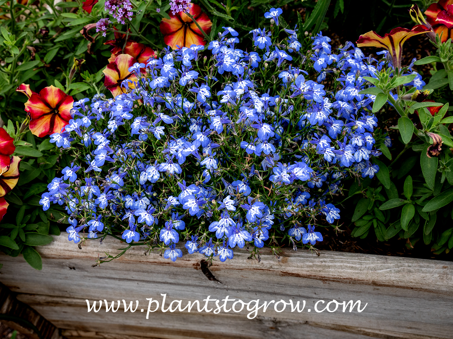 Hot Pretty Heaven Lobelia (Lobelia erinus) 
Forms a nice mounded plant with blue flowers.